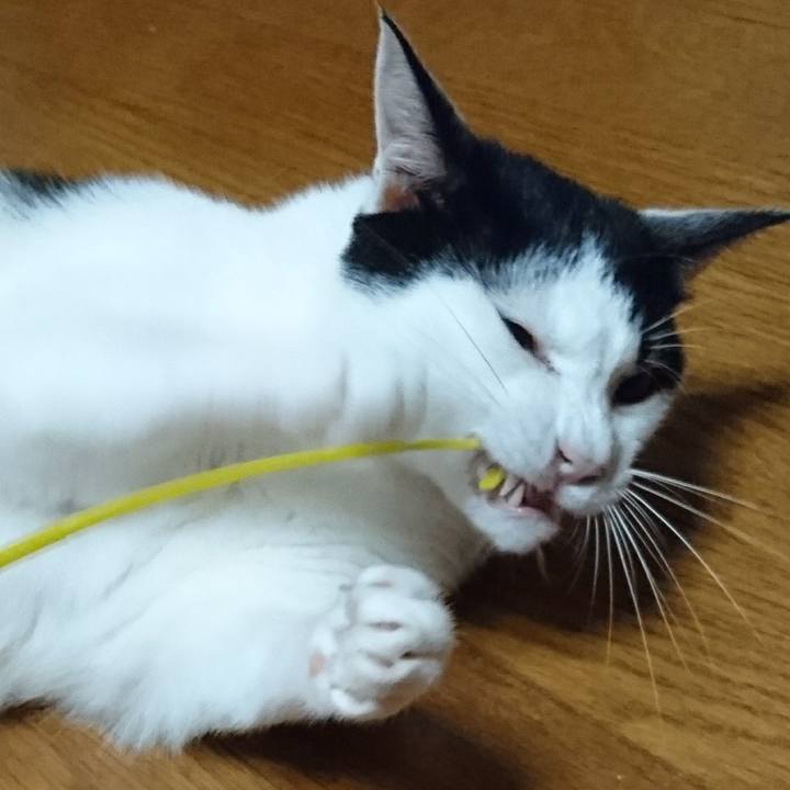 4b11b996 9890 4da1 b11e bfadd64ebdbd 1543931297209