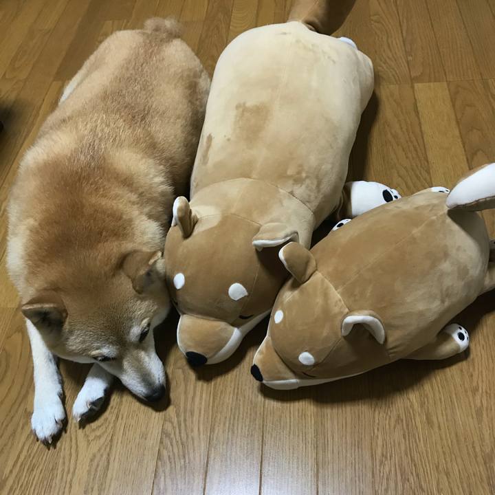 4b13e302 42b5 4714 8ff2 e9c8d37d0aff 1529645352168