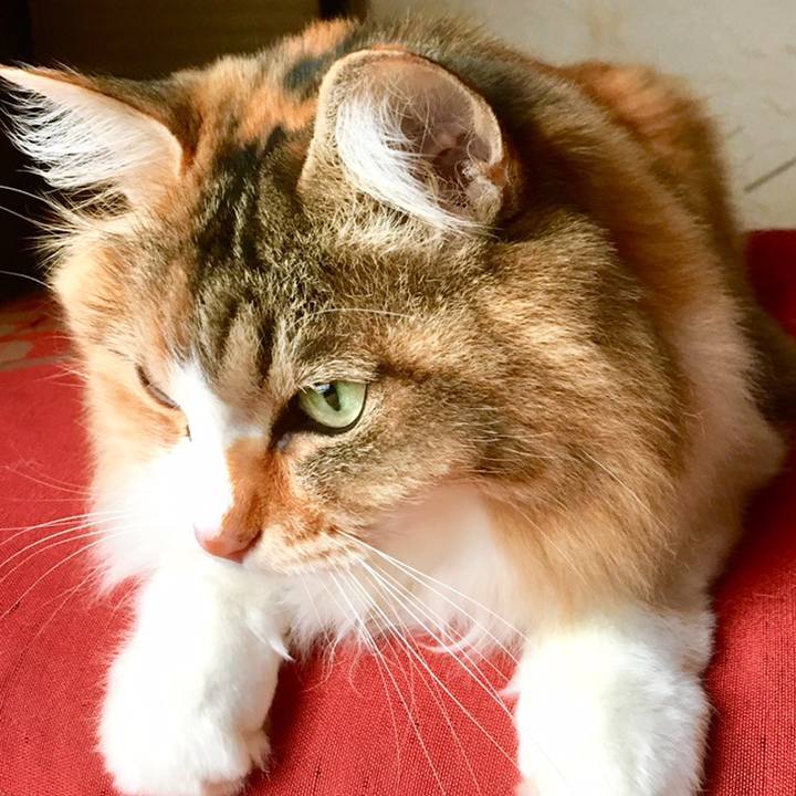 4b16e632 fb00 419f b098 0f7f5ce32ee5 1558647429267