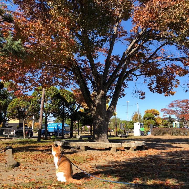 4b1767e4 75a2 4292 8499 a4b329ba09c7 1541222297418