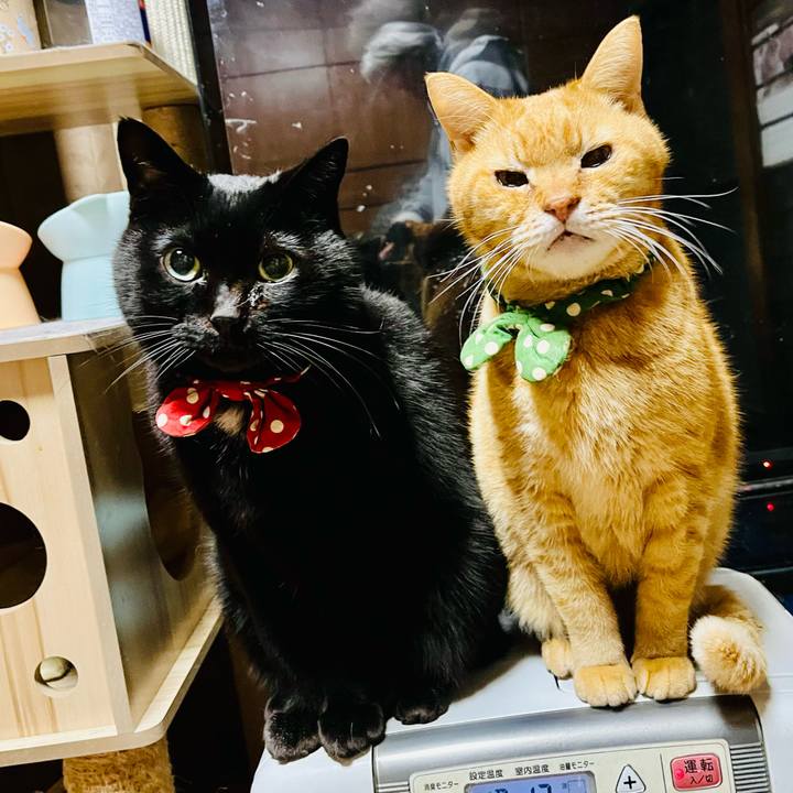 4b184da6 6250 455d 8567 78870e46f453 1768733479848