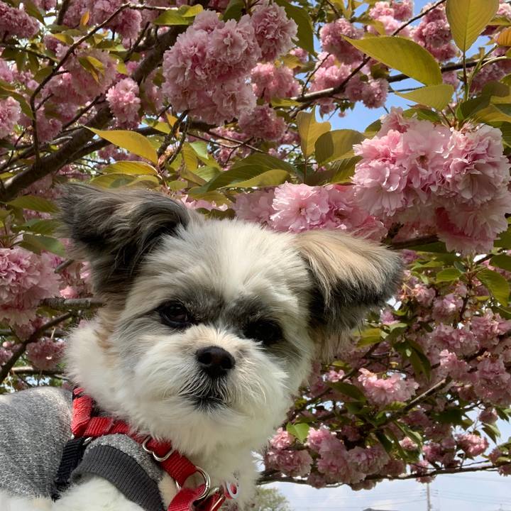 4b194c4f 7d12 4d2e 86cb 6e7a8e8b3a09 1587545332195