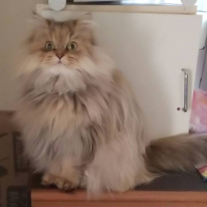 4b19e34c 73e4 4529 b9f5 c768e2767e03 1609820407816