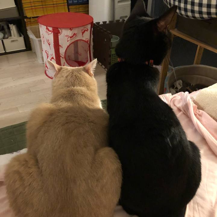 4b1b407d 7cdb 48e1 b21c 9f91a0fcbb72 1535632836180