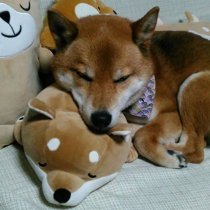 4b1bdb88 079c 4ec1 95f0 afa28b7eb569 1520757260066