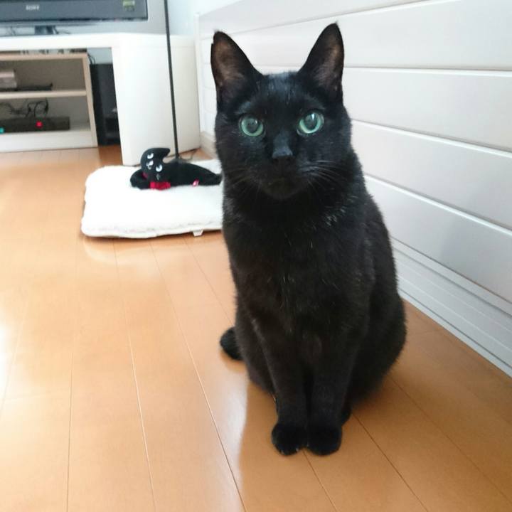 4b1db3e5 e3a4 4dd6 931e 4c098e16e8c3 1513318617303