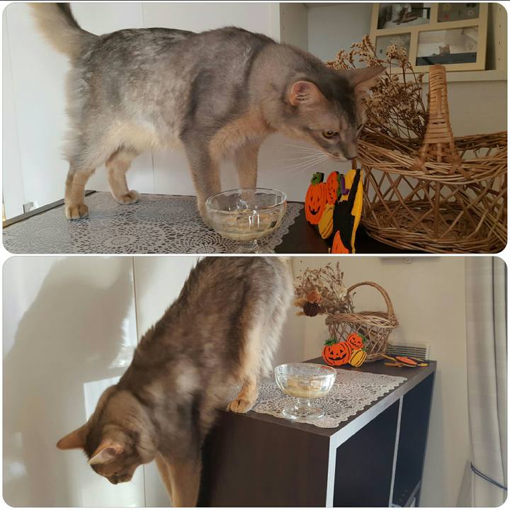 4b1e8098 906e 4cdd 96e2 6d3200b66d8d 1539499702464