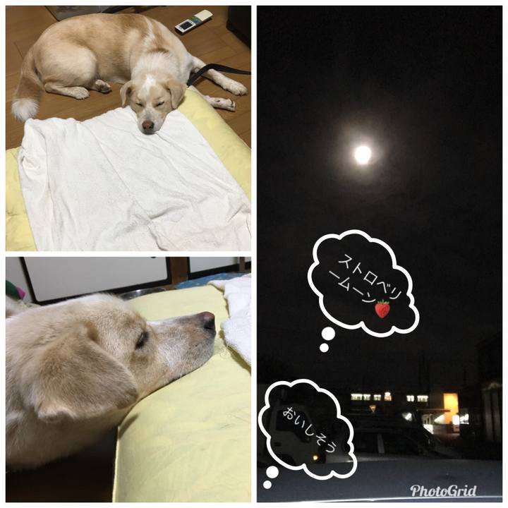 4b1f2648 7354 4c65 832b 64094df41424 1530196243793