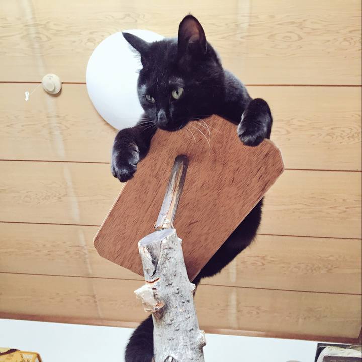 4b1fdada fb32 4e47 a4eb 10bf82deaee2 1525571368416