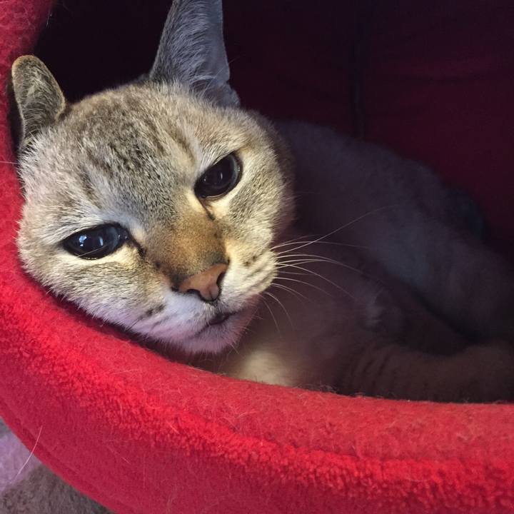 4b21e80c e52d 4c7f b199 51f81a045950 1539814896997