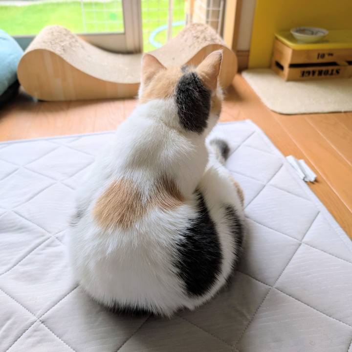 4b233009 e58f 4514 8928 e30b29738cfd 1758593807003