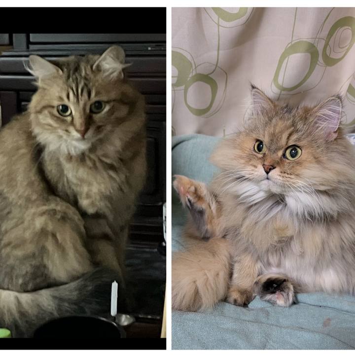 4b266540 56e8 4c0f 8d4a cad480d266ef 1733019857795