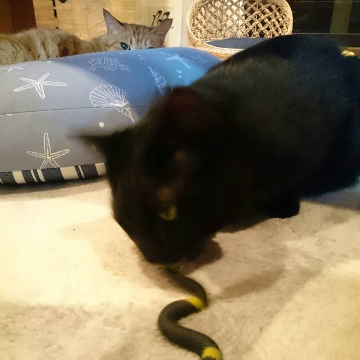 4b283c5b c17a 4edc 9fc1 bbf11da6b184 1525873814273