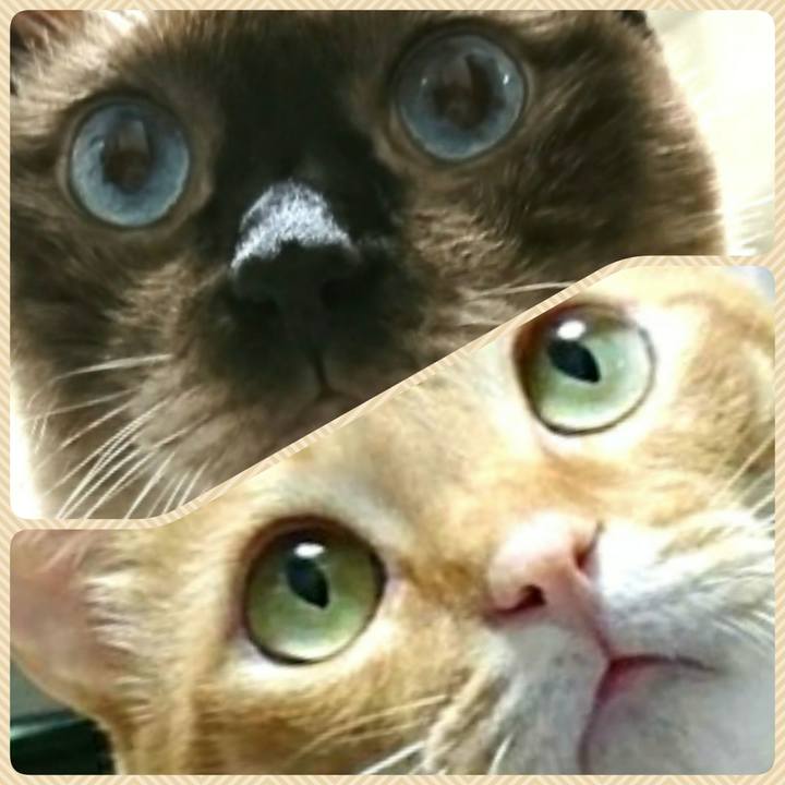 4b2a95f3 cab3 4860 8ea7 bcc9d4f01d1a 1538783018479