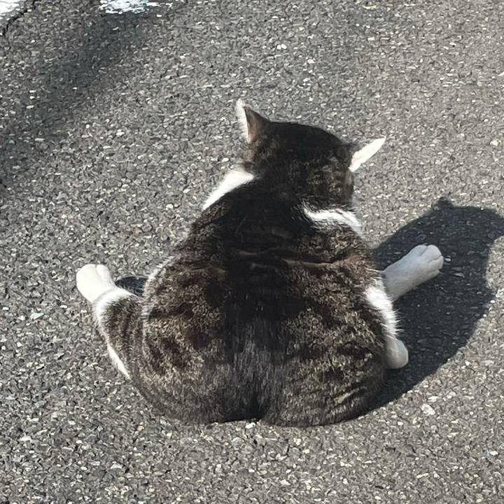 4b2ade3d ed28 45d9 b018 c86c80d6bf9b 1619829003900