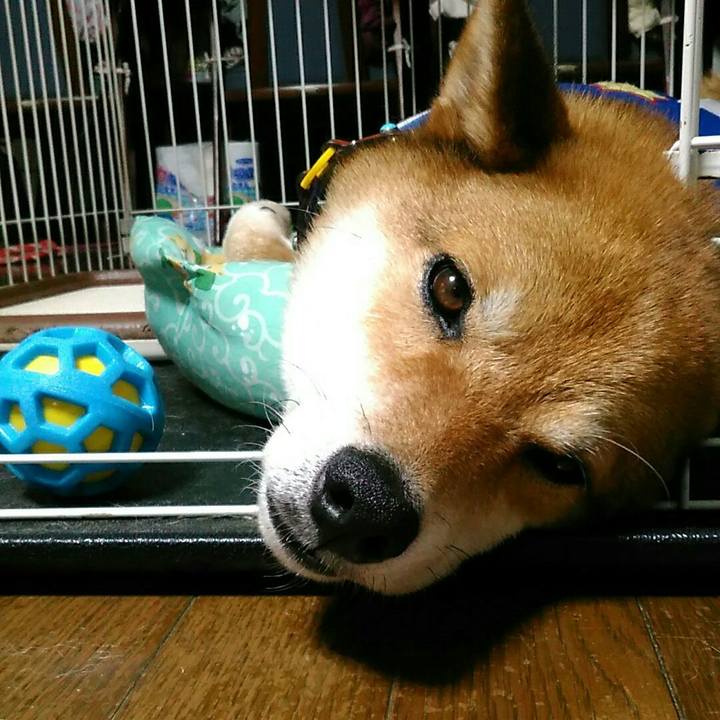 4b2b87a1 a291 4c95 9456 bd723dcf1838 1530181410001