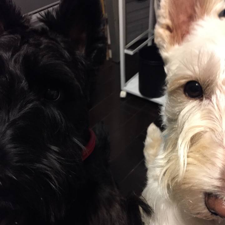 4b2dcfbc 80ad 4e63 a2bb 3b4167fd7571 1510979415051