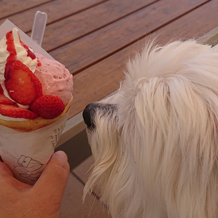 4b2ddcfa bf0a 4c0d a7c5 f6d098072107 1619435069596