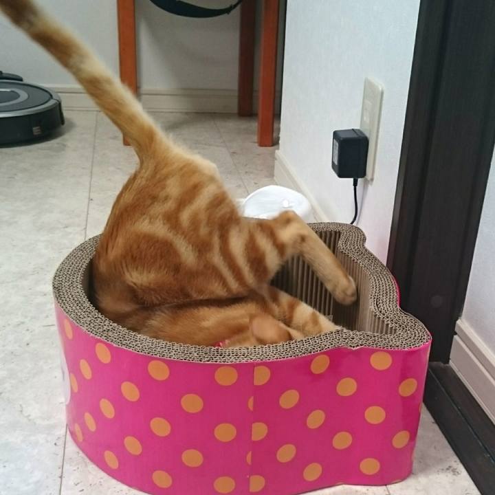 4b2f1fe6 6e6f 4da2 b5fc 2423267f1083 1546868098502