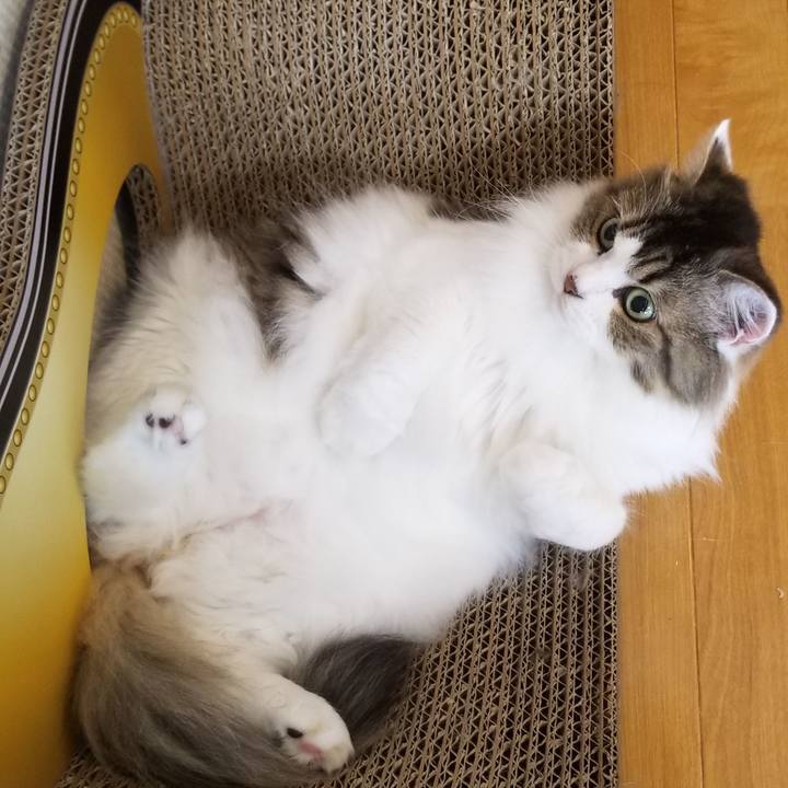 4b2fe892 1d49 497b 9c5f 2672f8bd7e1c 1596409986374