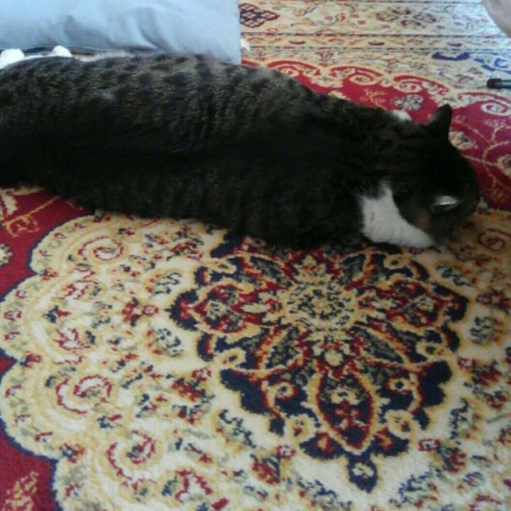 4b3024e0 28bc 420c b067 05f753efc289 1511307322533