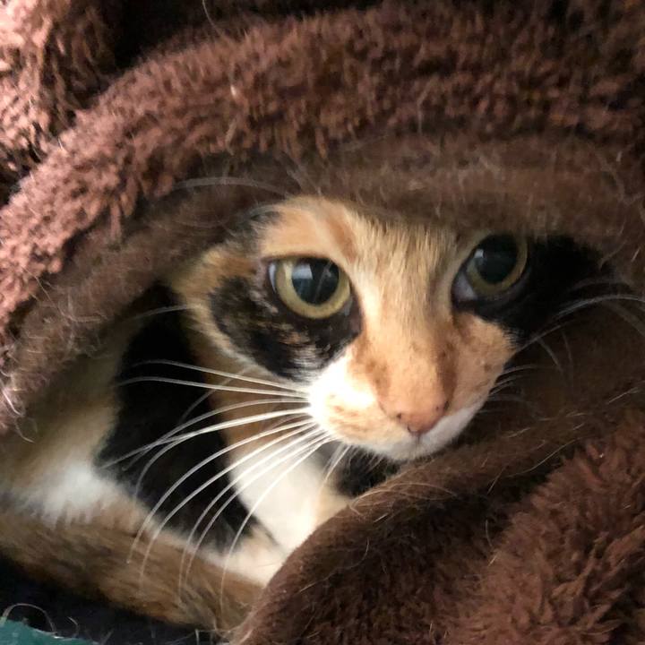 4b30900c 97a9 421d b5dd b74697ce76d6 1542292496790