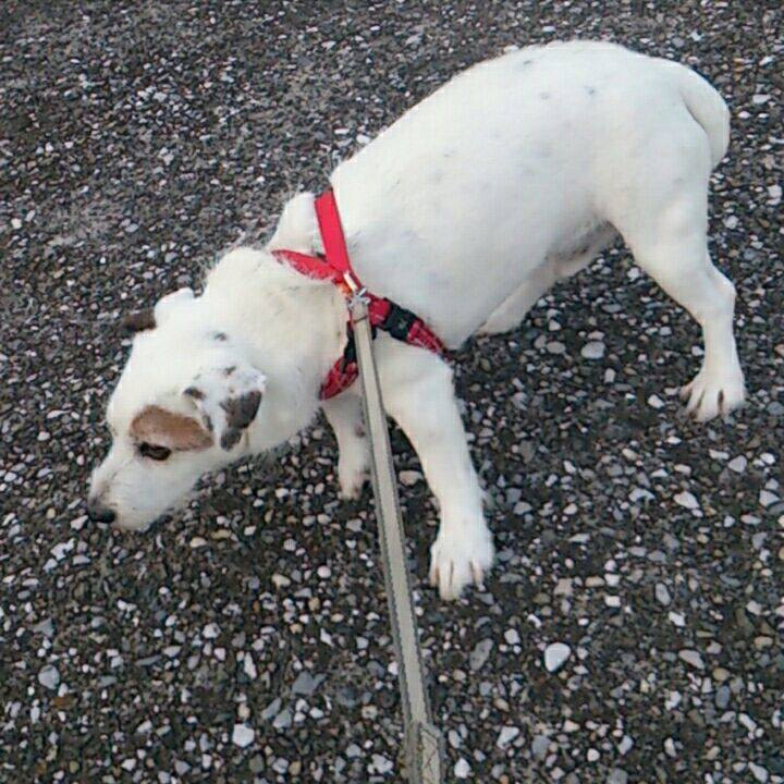 4b31601d f946 41ac b6df f533c0d973d2 1510962160491