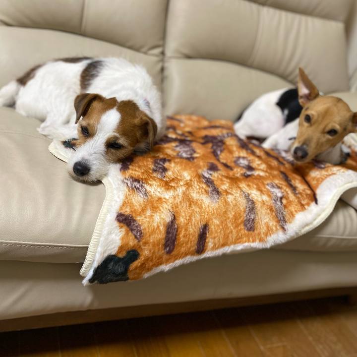 4b324e5c 1fae 4689 b079 cd7b2df7cc57 1769691787280