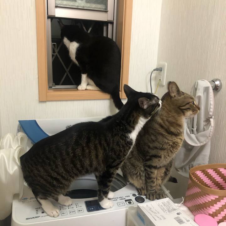 4b3338a4 f044 441a bea9 d0b4ac610558 1589167571046