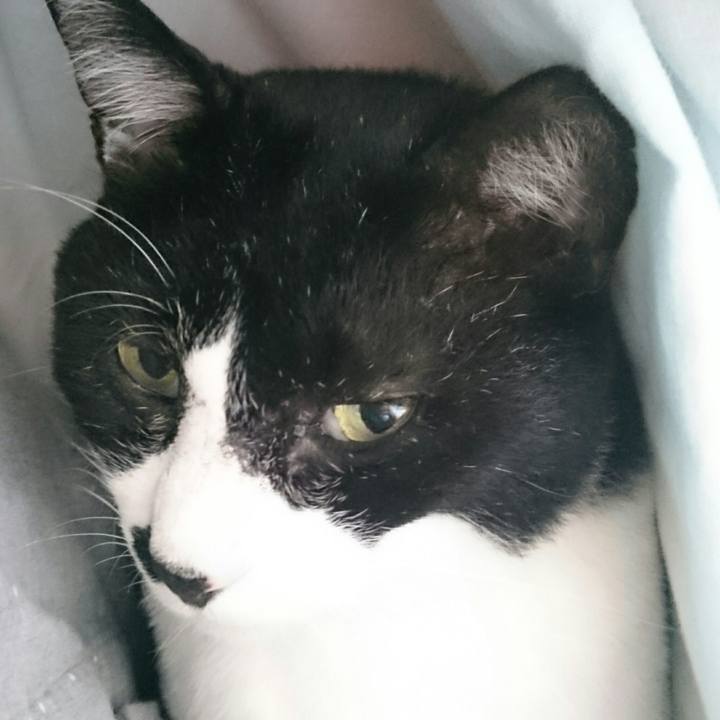 4b3447fa a829 4dcd bc68 687fb985a425 1508794205154