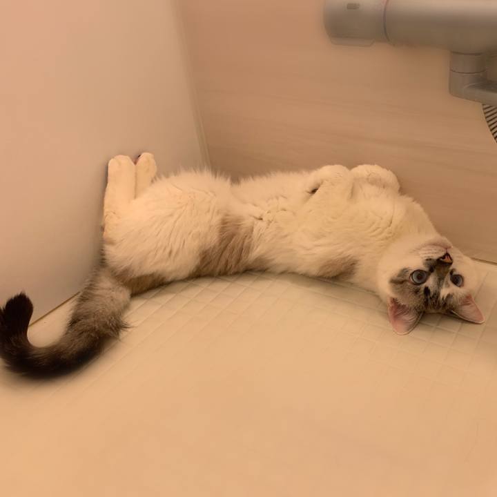 4b36c027 92e4 4105 9af2 fc81cf4084e0 1558017186804