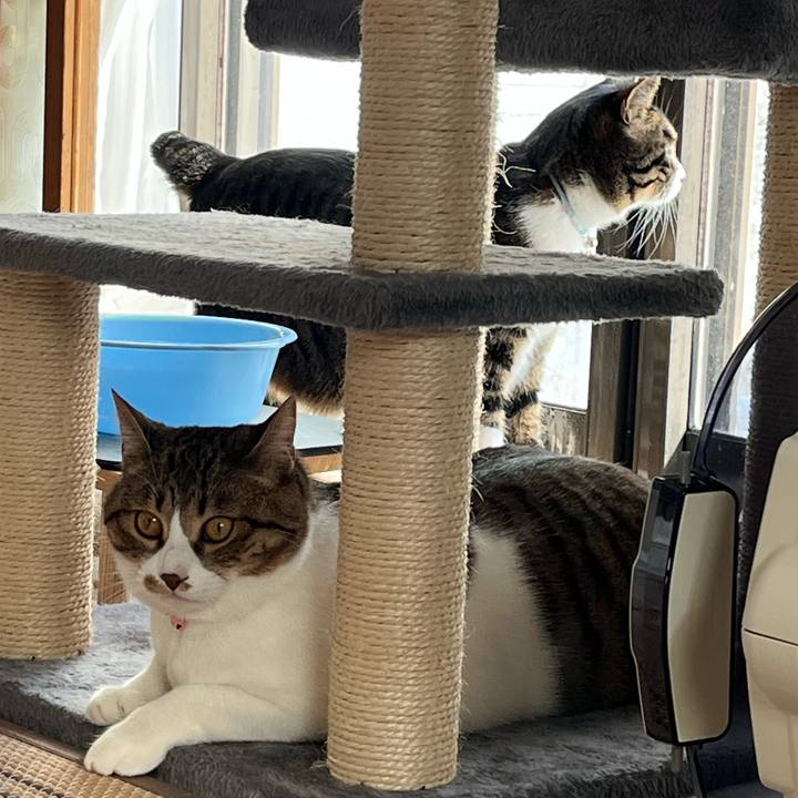 4b39368e 86ec 458c b45c 475b22f59d0c 1767496065114