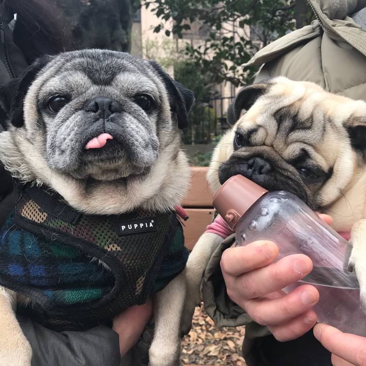 4b3b3f7f f290 42ea 902e 825beb0503be 1545538946794