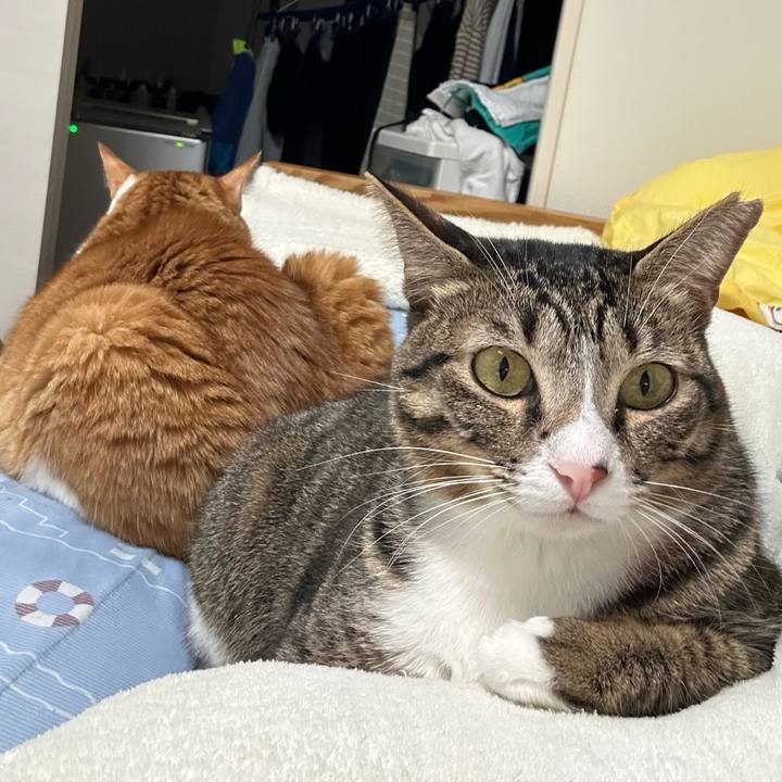 4b3b7acc 84ea 4db4 b31b 00388da171b9 1761745236215