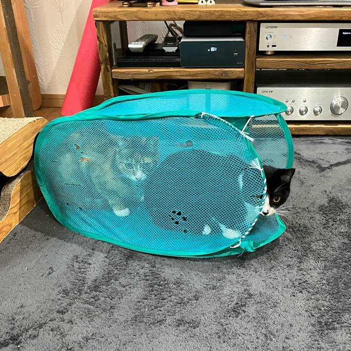 4b3bcf5e d7e4 4d91 b442 582241ef0340 1652102573736