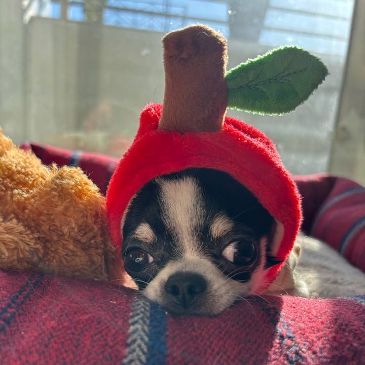 4b3da519 651a 458f 8021 524dadafac5e 1765513940132