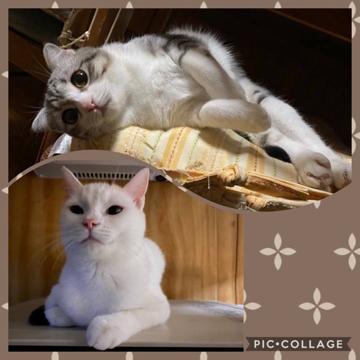 4b40676e 79c3 4689 9870 d3fc26ce06a3 1605095439450