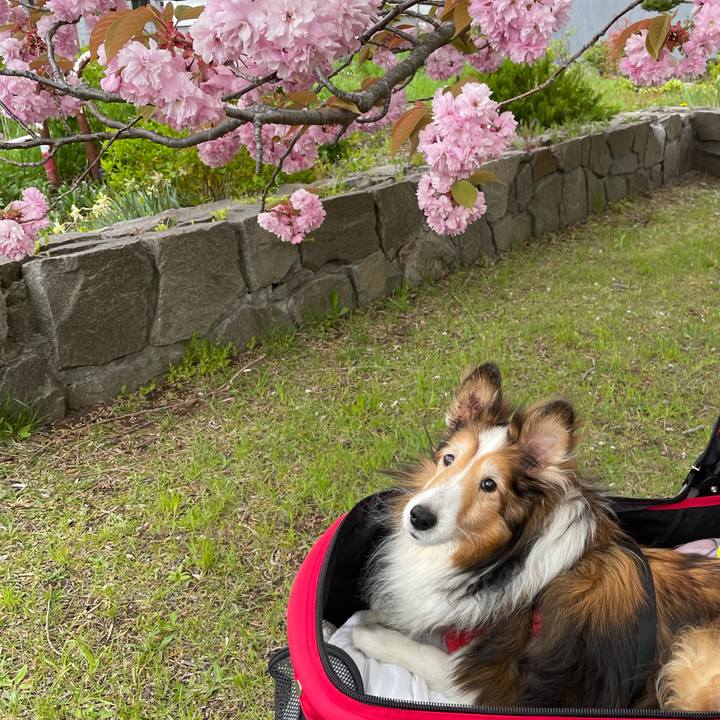 4b408fbf dc99 4122 a956 7c3a123183ba 1621067354852