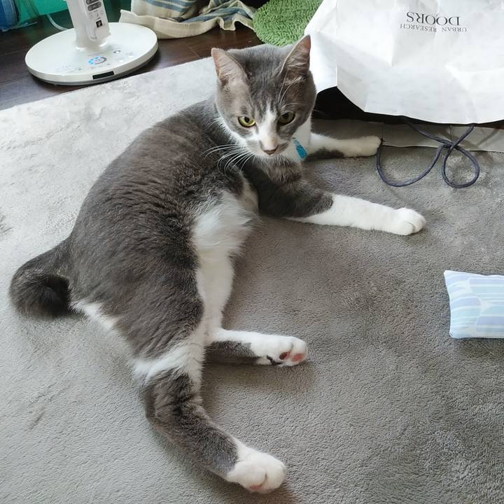 4b422994 d6cc 41c4 85e2 218d3c36ee35 1593384346279