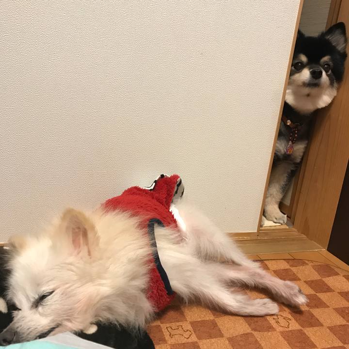 4b42f186 f6aa 4c05 8a38 12a22f8f8f2b 1511796777603