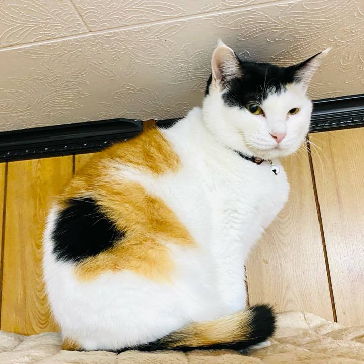 4b430e20 c818 417d 80b3 17d04e96bb6a 1667599856916