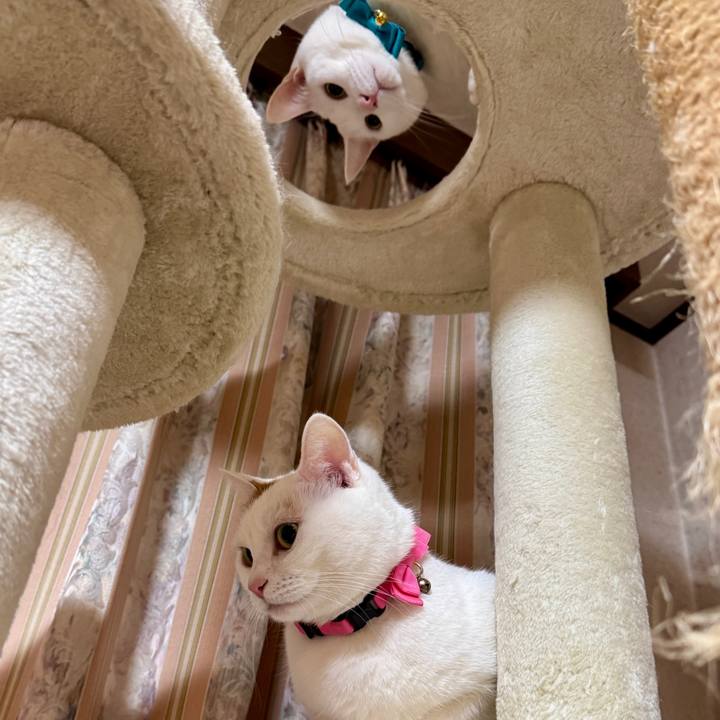 4b4415c1 458d 401f b5c1 671686f340cb 1768656677419