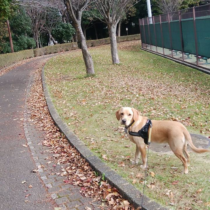 4b476c31 35b7 4821 a48d 518283e336a1 1510282612605