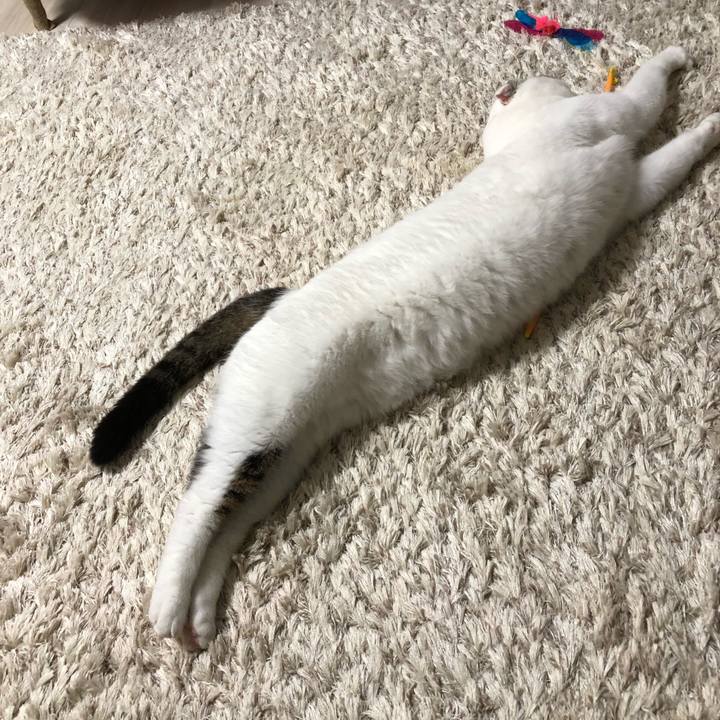 4b48804e c990 4c49 92d5 da623b7c97e7 1533566796007