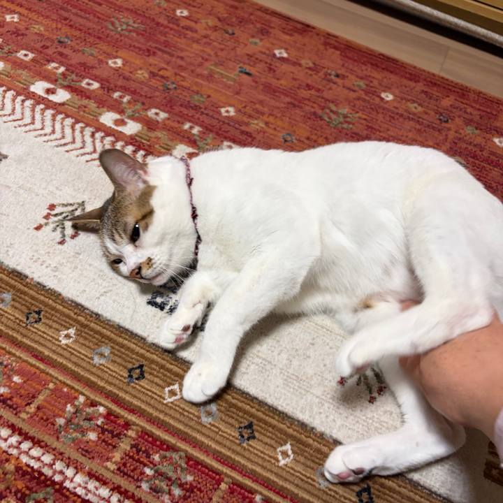 4b495ac0 afd2 4b01 b175 61b9ecb868c7 1775778375532