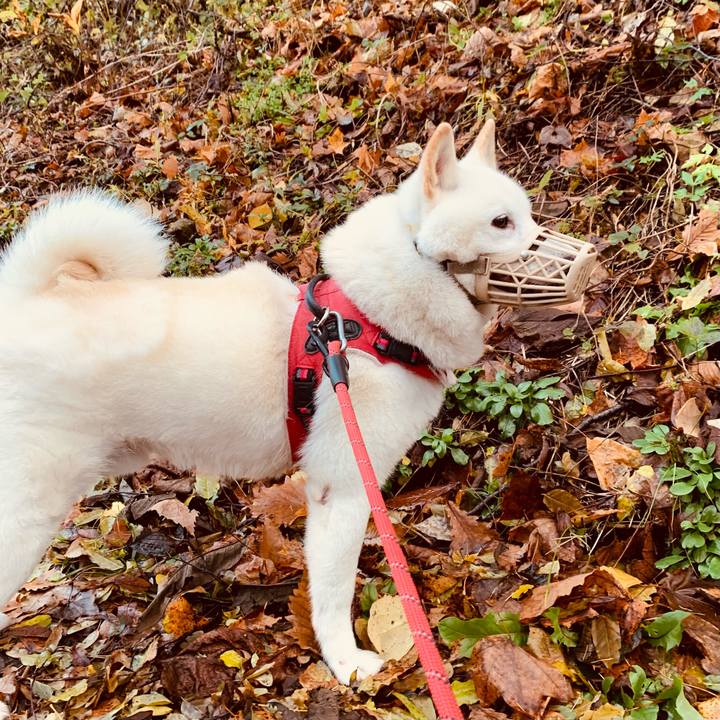 4b49cda6 c836 4ec1 a1f5 7f3358dee84e 1636755758194