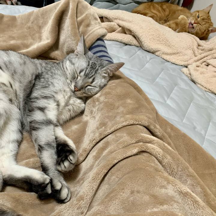 4b4e8968 2bc9 4274 aa7b f06bc522747f 1622809587944