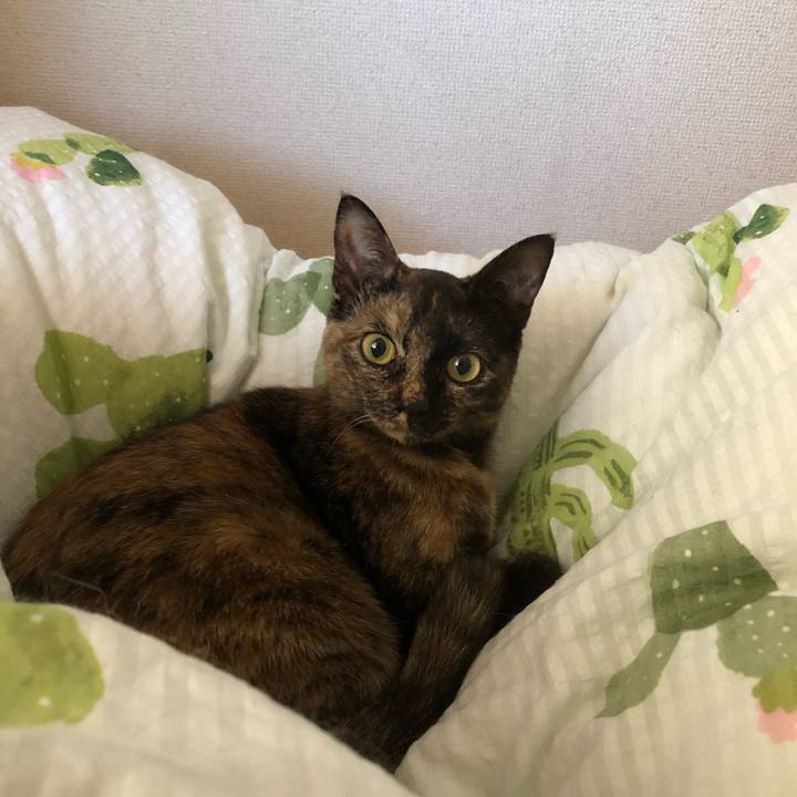 4b4f54b9 3fb9 4025 b11b c19944b2ca74 1525157121716