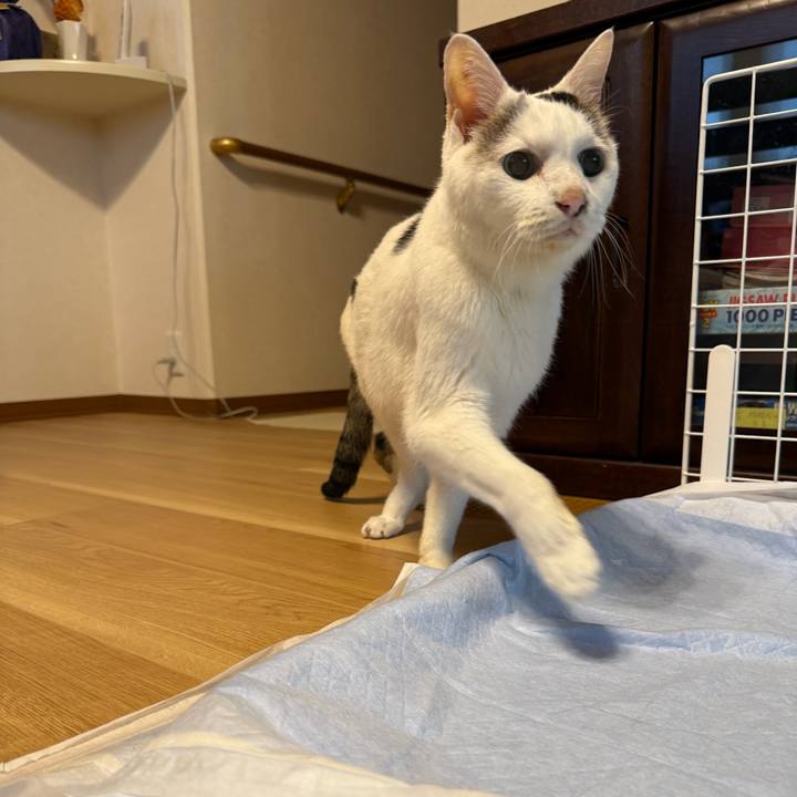 4b506117 b4c1 43bf b47b 25a916c5bfb9 1761626313010