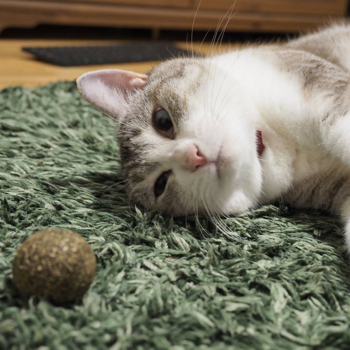 4b507333 6eb7 4c22 94d3 4a20af13fafa 1597924392813